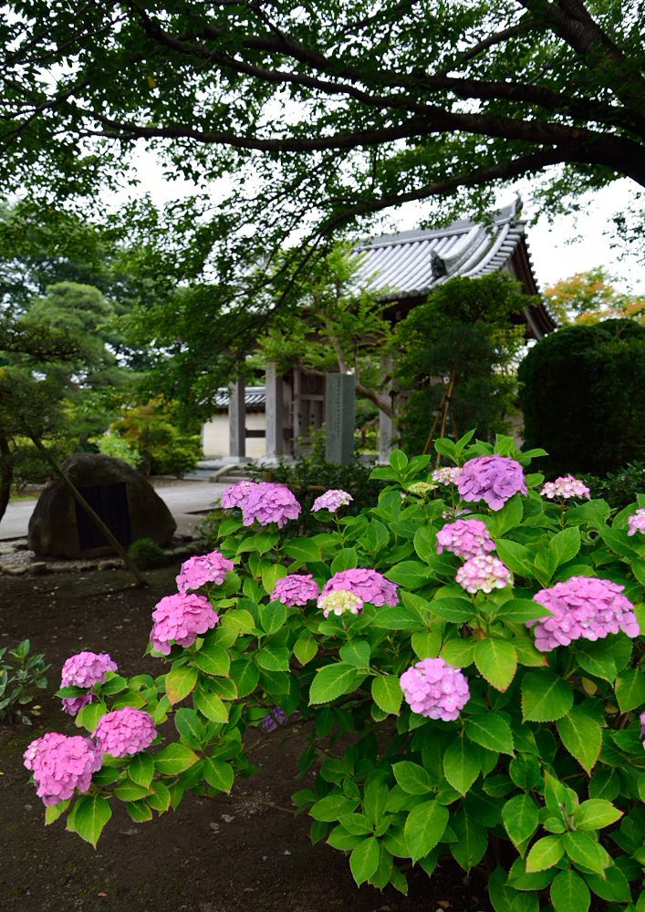 祇園寺