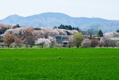 田園の春