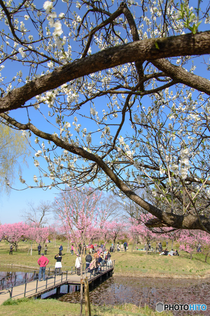 古河総合公園２