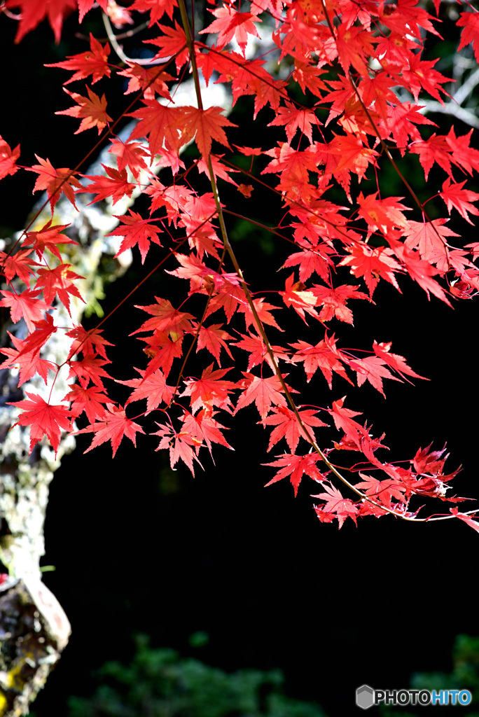 大悲山保和苑桂岸寺3