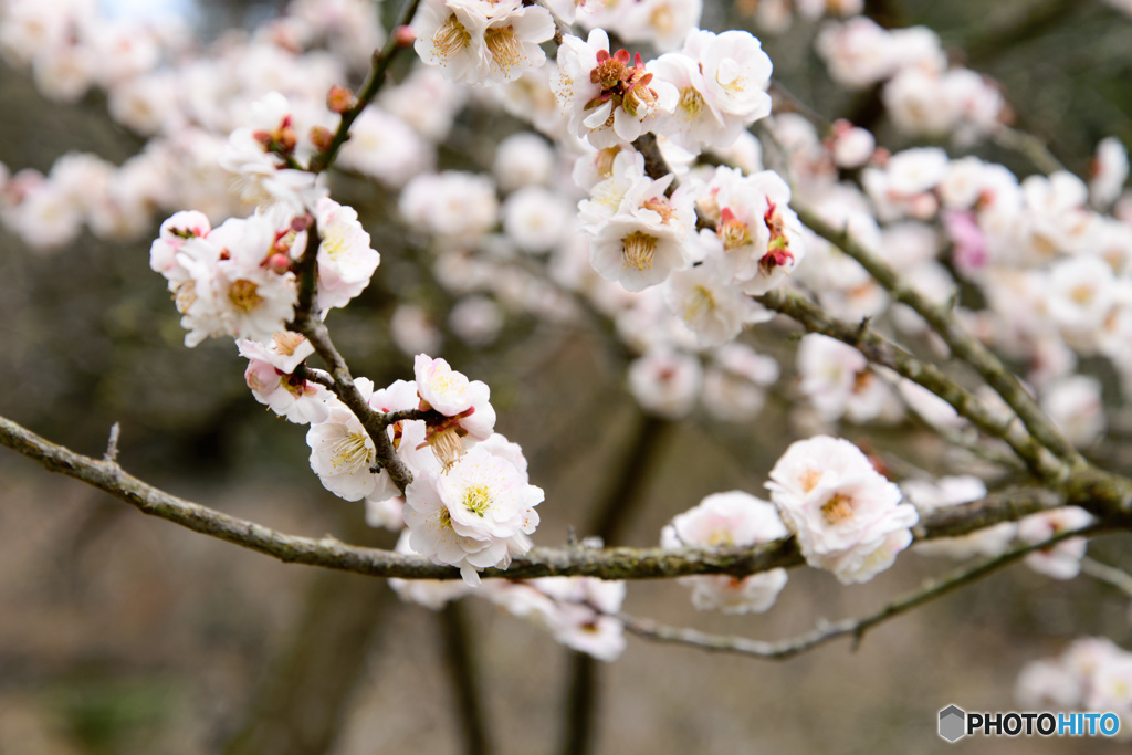 西山荘の梅花