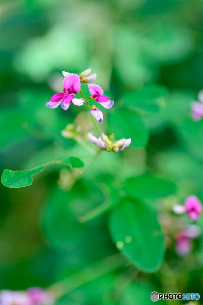 萩の花