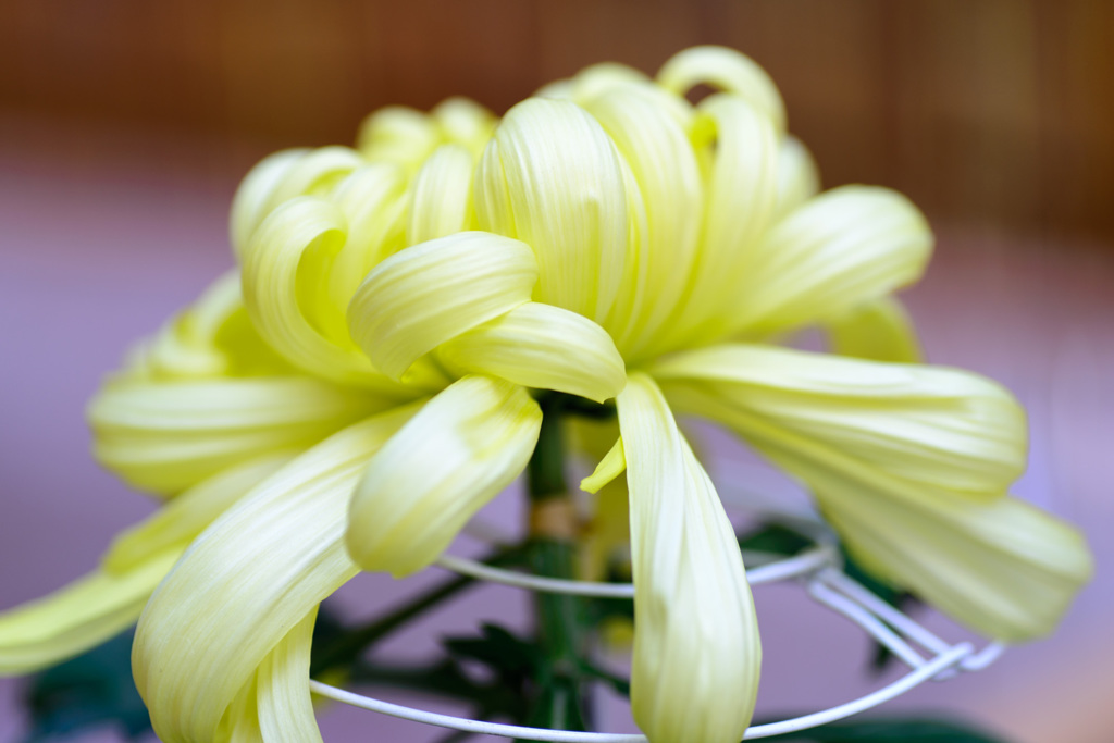 菊祭③