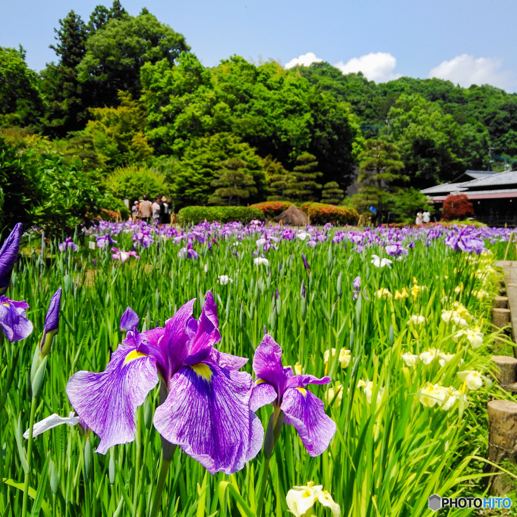 西山荘・初夏③