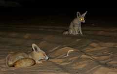 砂漠の狐　フェネック