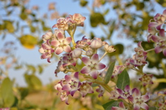 砂漠に咲く花