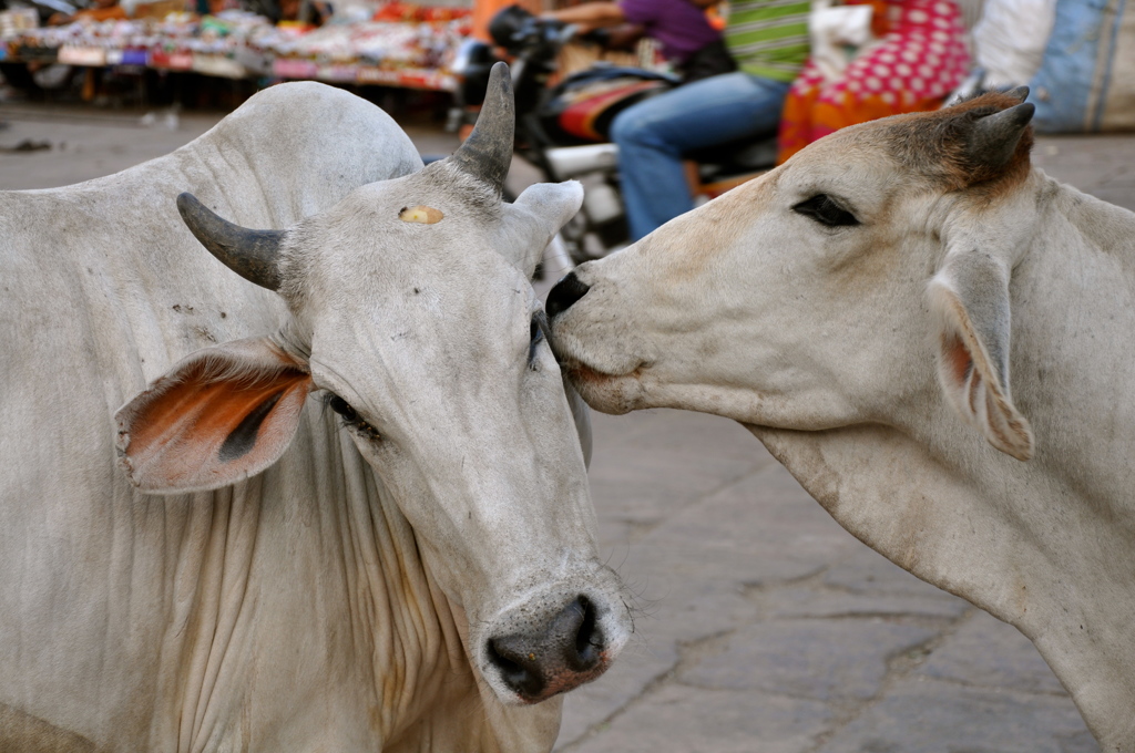 COW COW