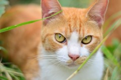 のらねこ