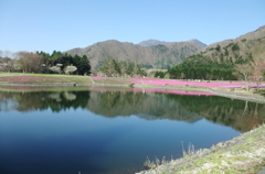 1芝桜