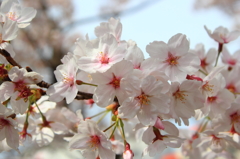 16桜