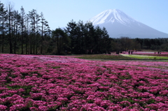 3芝桜
