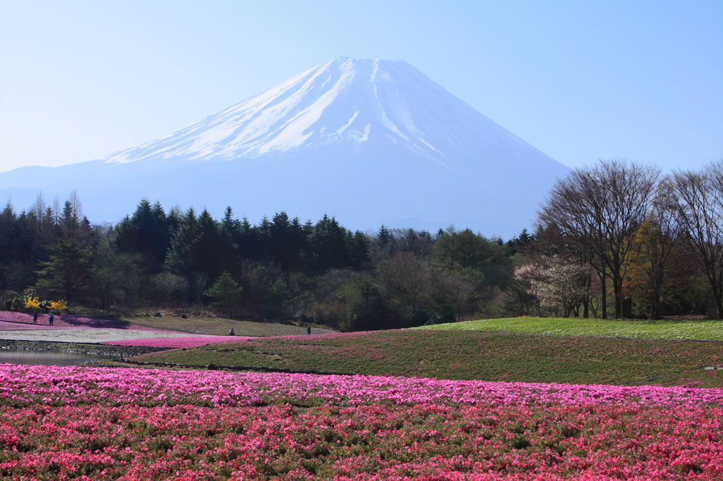 2芝桜