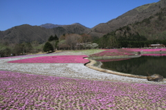 4芝桜