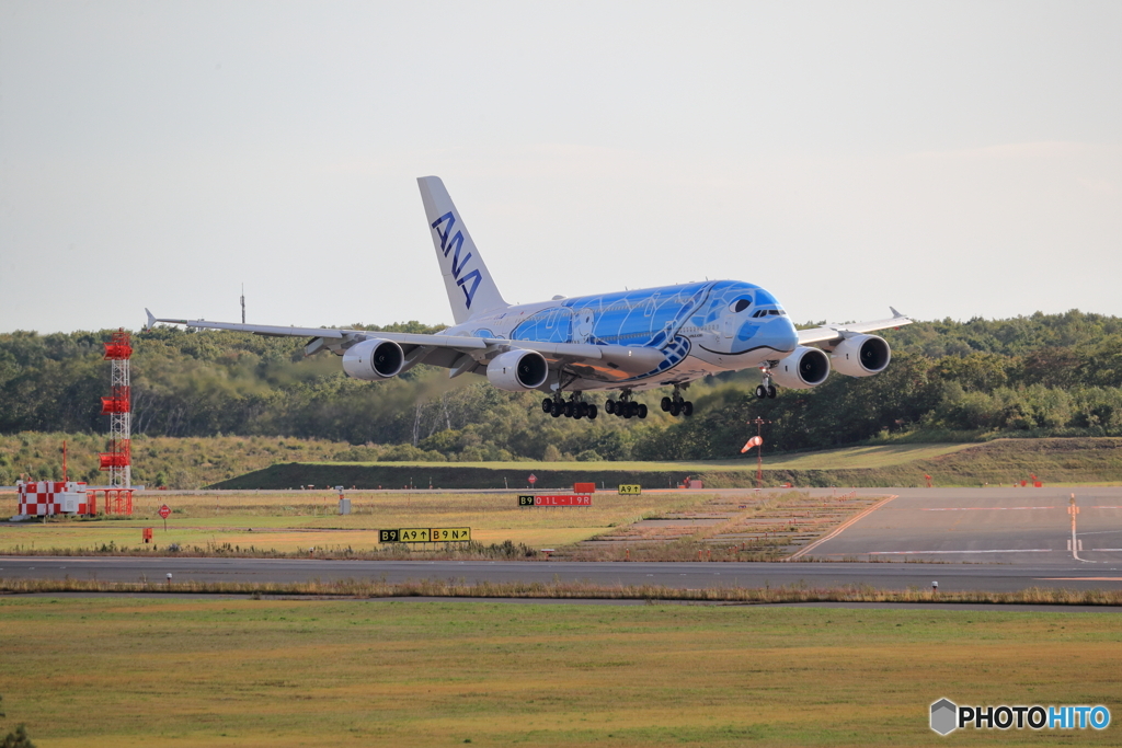 Flying Honu in 新千歳空港　No4