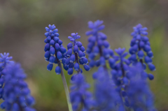 公園の花　２