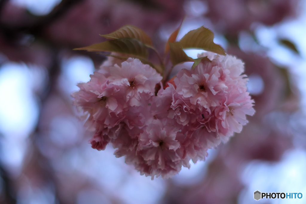 ハートの八重桜