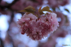ハートの八重桜