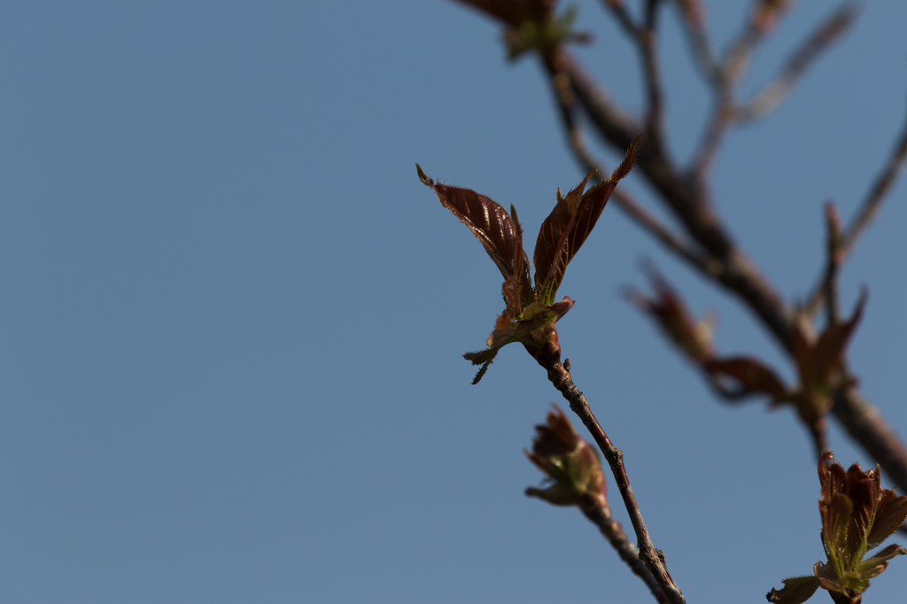 桜散る