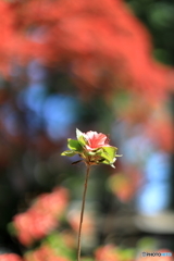 公園の風景　その６