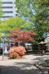 公園の風景　その９