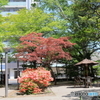 公園の風景　その９