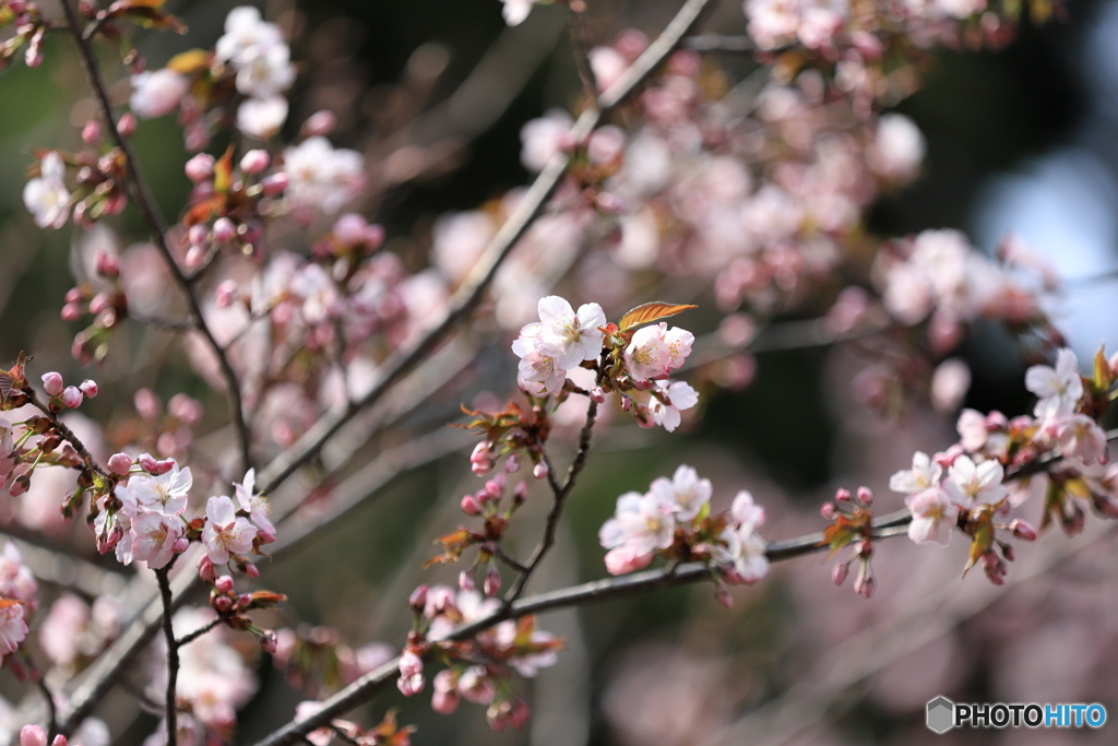 花見　札幌円山公園　No1