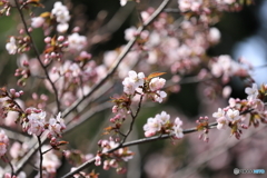 花見　札幌円山公園　No1