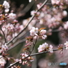 花見　札幌円山公園　No1