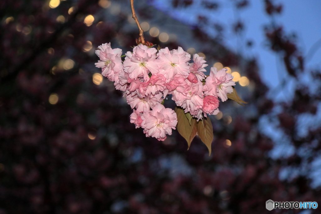 夜桜　北海道庁編　No1