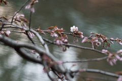 桜咲く