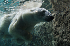 水中の白熊
