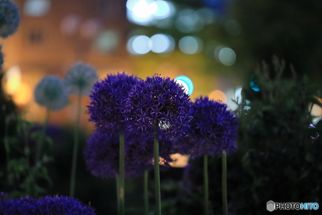 夜の大通り公園　その３