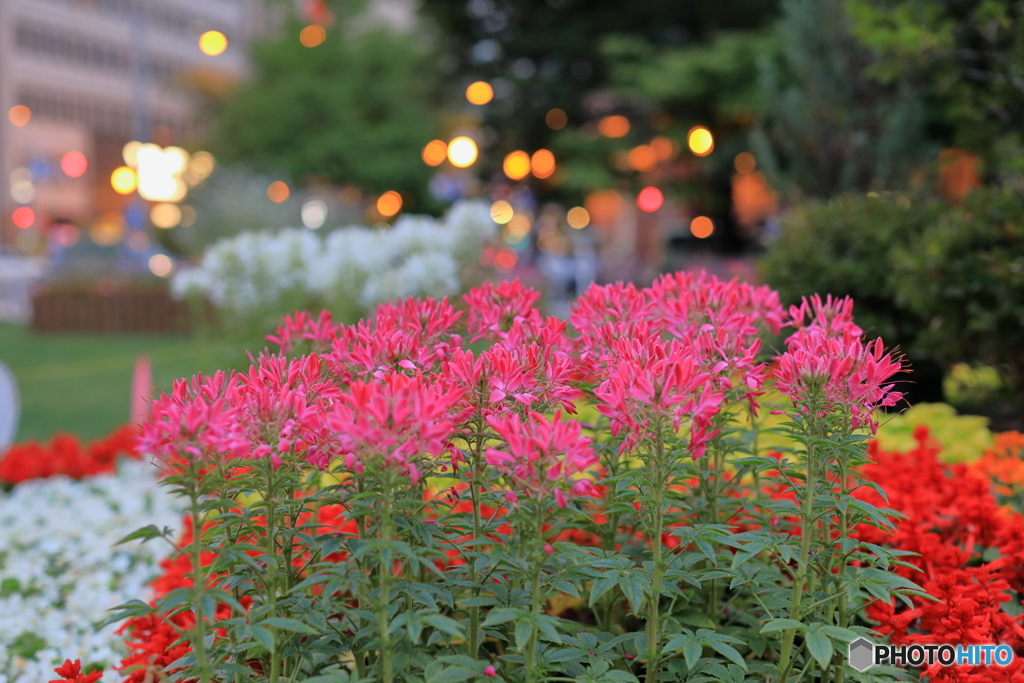 花フェスタ　花壇　その４