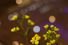 花と玉ボケ　３