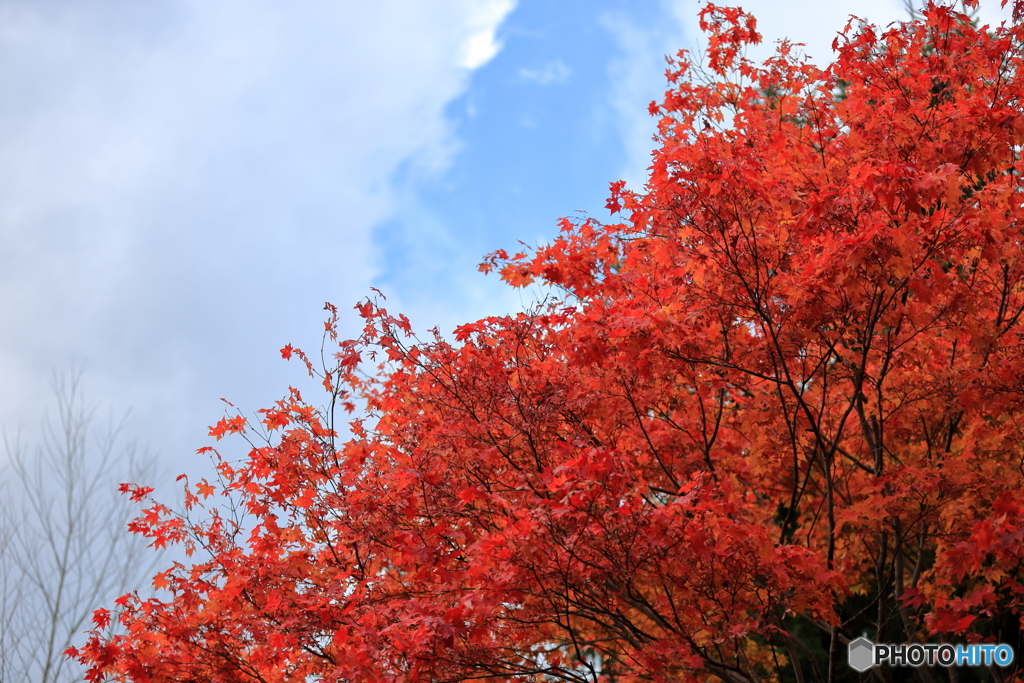 滝野すずらん公園　紅葉２