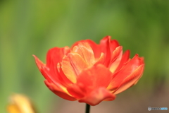 近くの公園を散歩です。