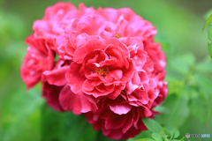 百合が原公園より