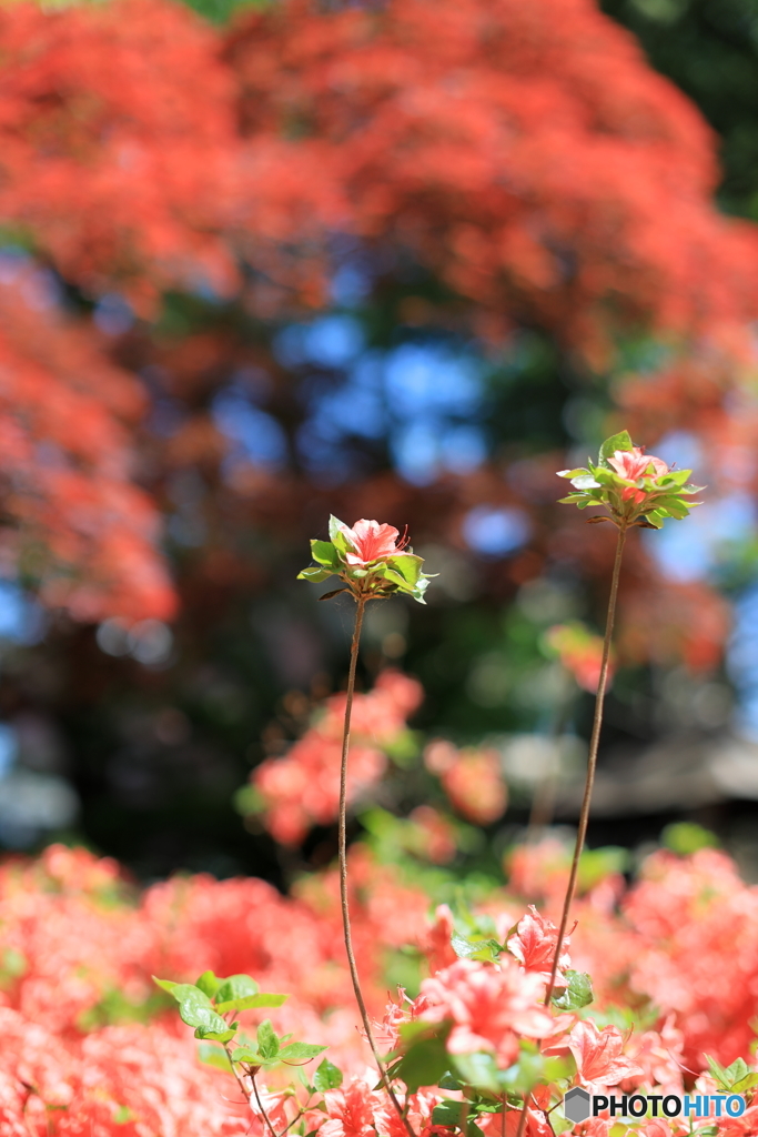 公園の風景　その５