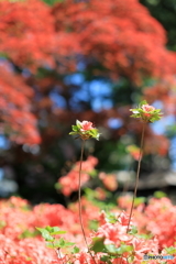 公園の風景　その５