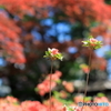 公園の風景　その５