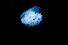 クラゲ　１