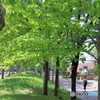 公園の風景　その２