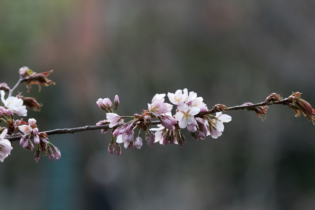 桜咲く1