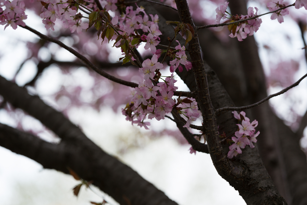 早すぎる桜　その１