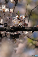 桜便り No10