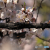 桜便り No10