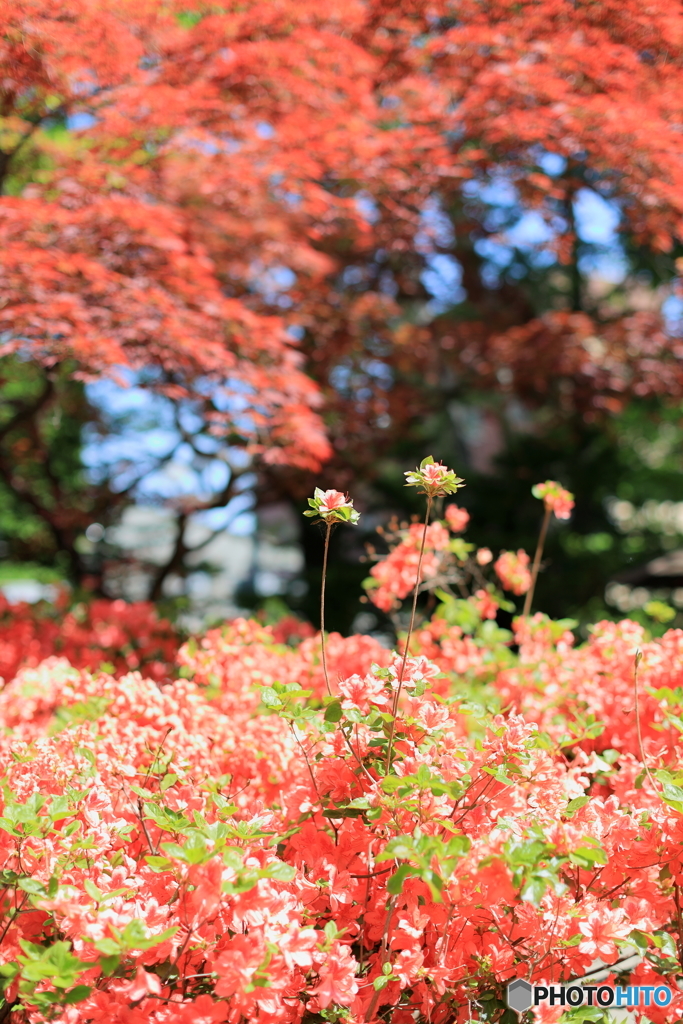 公園の風景　その４