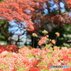 公園の風景　その４