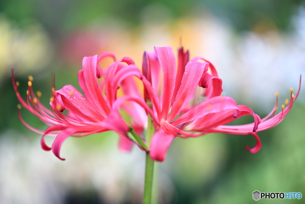 コンプリート祝いの花？　百合が原公園