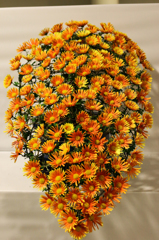 菊９